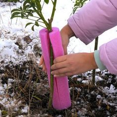 a person is holding a pink tube with a plant in it and snow on the ground