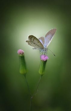 a butterfly sitting on top of a pink flower