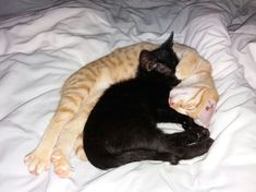 two cats are sleeping on top of each other in the middle of a white blanket