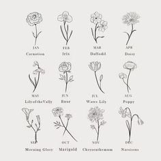 an old book with flowers and their names