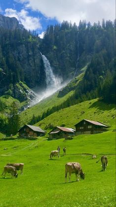 several cows grazing in a green field with mountains in the background