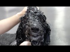 a black dog getting its hair washed by someone