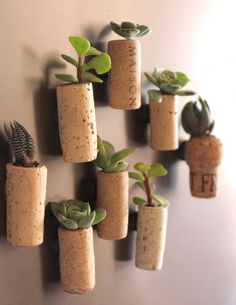 several corks with succulent plants in them and the words diy anything