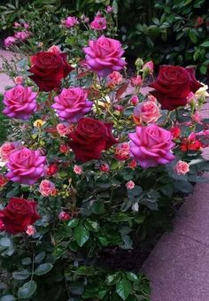 red and pink roses growing in a garden