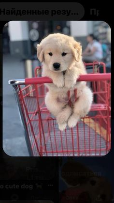 a puppy sitting in a red shopping cart with its paws on the handle and head