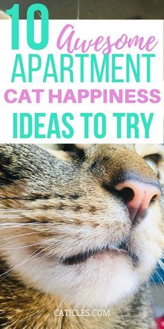 a cat that is looking up with the caption 10 awesome apartment cat - happiness ideas to try