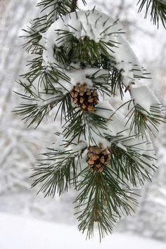 snow covered pine branches with cones hanging from them