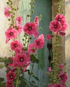 pink flowers in front of a blue door