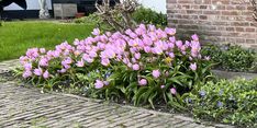 pink flowers are blooming in front of a brick building