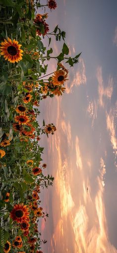 sunflowers are growing in the foreground and clouds in the sky behind them