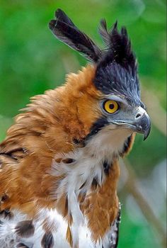 a close up of a bird on a branch with green leaves in the back ground