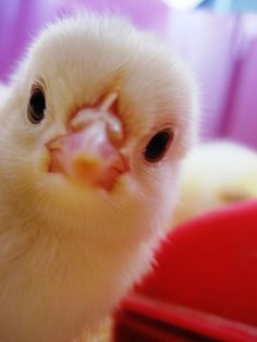 a close up of a small white chicken in a red basket with other chickens behind it