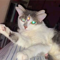 a gray and white cat laying on top of a bed with glowing eyes looking at the camera