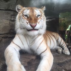 a large white tiger laying on top of a rock