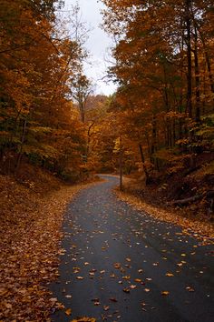 an empty road surrounded by trees with leaves on the ground and fallen leaves all over it