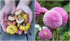 two pictures one with flowers and the other with mushrooms