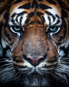 a close up of a tiger's face with blue eyes