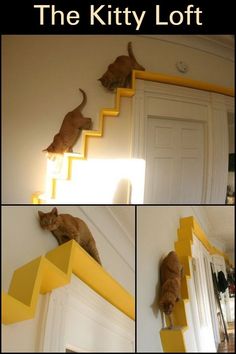 three pictures of cats climbing up and down the stairs with their heads in the air