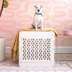 a small white dog sitting on top of a crate in front of a pink wall