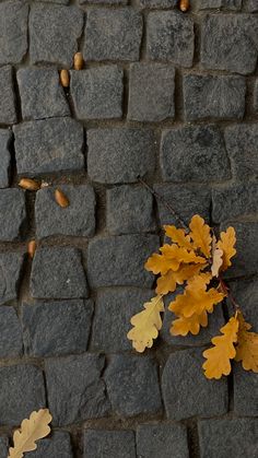 an orange and yellow leaf sitting on top of a stone wall next to a plant