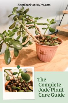 Want to add a jade plant to your collection? This is a super beginner friendly house plant! Here is my jade plant care guide!