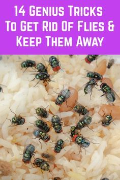 Do flies invade your home during summer? Here's how to keep them away naturally. Homemade Wasp Repellent, Bee Catcher Diy Wasp Traps, How To Get Rid Of Hornets Outside, Wasp Traps Diy How To Make, Wasps Repellent How To Get Rid, Repel Wasps And Hornets, How To Deter Bees And Wasps, Wasp Repellent Diy, Bee Repellent Diy