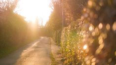 the sun shines brightly through the trees and bushes on an empty street in front of a house