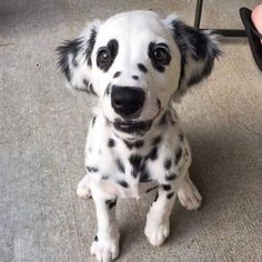 a dalmatian puppy is sitting on the floor and looking up at someone's hand