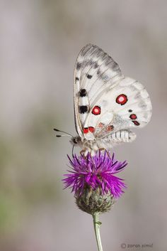 a white butterfly sitting on top of a purple flower with red eyes and black spots