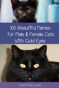 two black cats with yellow eyes and the words, 100 beautiful names for male & female cats with gold eyes