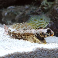 a small fish sitting on top of sand next to rocks and water in an aquarium