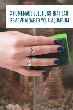 a woman's hand holding a sponge with the words 3 homemade solutions that can remove algae to your aquarium