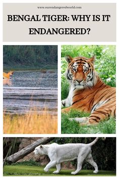 an image of tigers in the wild with caption that reads bengal tiger why is it endangered?