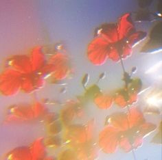 red flowers are floating in the air on a sunny day with sun shining through them