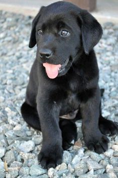 a black puppy is sitting on some rocks