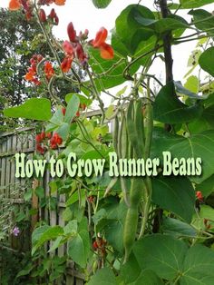 the words how to grow runner beans in front of an image of plants and flowers