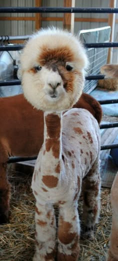 an alpaca standing in hay with the caption does my neck make my head look big?