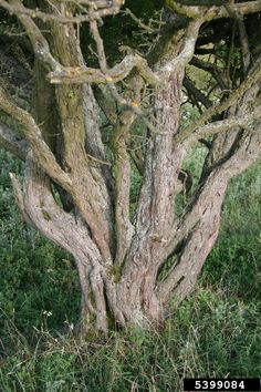 an old tree that is growing in the grass