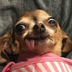 a small dog with its tongue hanging out