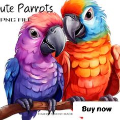 two colorful parrots sitting on top of a tree branch with the caption buy now