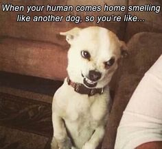 a white dog sitting on top of a couch