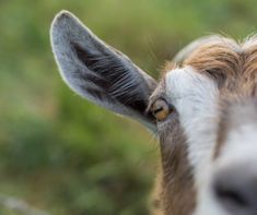 a close up of a goat's face with grass in the backgroud