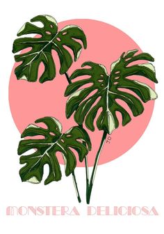 two green leaves on a pink background with the words monstera delbosa written below