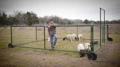 a man standing in front of a fence with sheep behind him and another dog on the other side