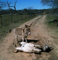 a donkey laying on the side of a dirt road next to a dead animal lying on the ground