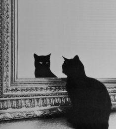 a black cat sitting in front of a mirror looking at it's own reflection