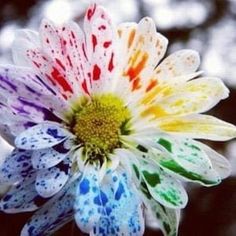 a multicolored flower with water drops on it