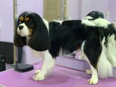 a black and white dog standing on top of a purple counter next to a mirror