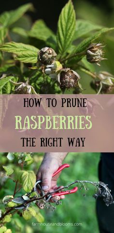 two pictures, one of green immature raspberries on the bush, and one of pruning raspberry bushes Rasberry Bushes, Pruning Raspberries, Raspberry Plant, Fruit Tree Garden, Raspberry Bush, Growing Raspberries, Pruning Fruit Trees, Raspberry Plants, Berry Garden