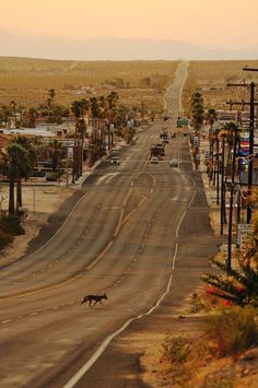 a dog running across the middle of an empty street with palm trees in the background